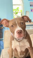Reunited Female Dog last seen Cool springs Rd, Craven County, NC 28527