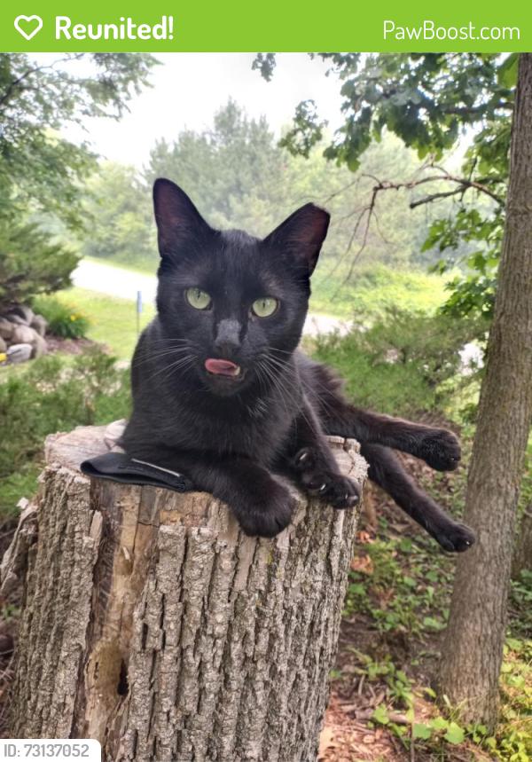 Reunited Male Cat last seen Nenno road, allenton, Wisconsin, Allenton, WI 53002