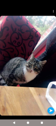 Lost Male Cat last seen Drumaness area, Drumaness, Northern Ireland BT24 8RR