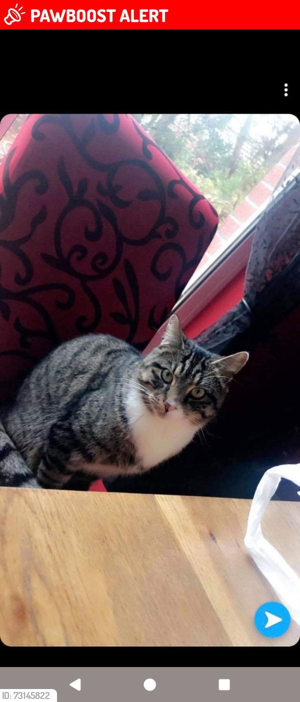 Lost Male Cat last seen Drumaness area, Drumaness, Northern Ireland BT24 8RR