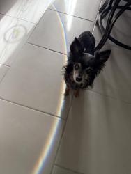 Lost Female Dog last seen Redford apmts, Houston, TX 77034