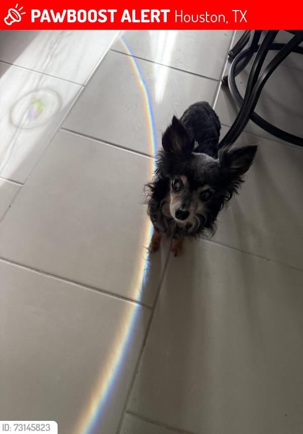 Lost Female Dog last seen Redford apmts, Houston, TX 77034