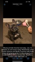 Lost Male Dog last seen Near Truxtun Ave n Myrtle Ave, Bakersfield, CA 93301