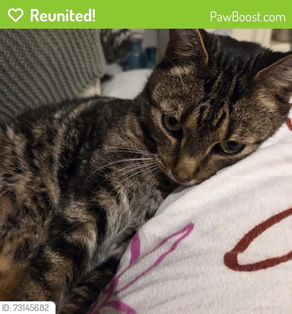 Reunited Male Cat last seen Near block of units at 15 Thomas street about 6.40pm, Laverton, VIC 3028
