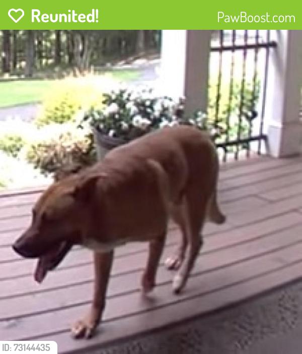 Reunited Unknown Dog last seen Yacht Club Dr / Kellog Creek Rd, Cherokee County, GA 30102