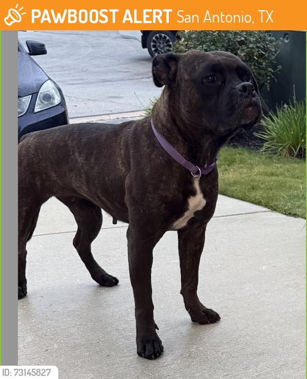 Found/Stray Female Dog last seen Crestway Dr and Eagle Crest Blvd, San Antonio, TX 78239