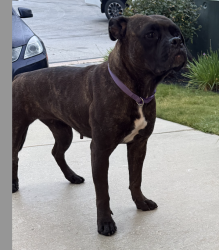 Found/Stray Female Dog last seen Crestway Dr and Eagle Crest Blvd, San Antonio, TX 78239