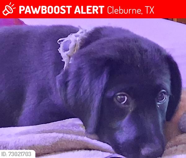 Lost Female Dog last seen Fifth and Bellevue Drive, Cleburne, TX 76033