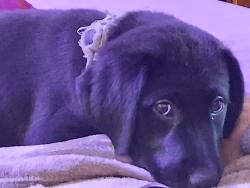 Lost Female Dog last seen Fifth and Bellevue Drive, Cleburne, TX 76033