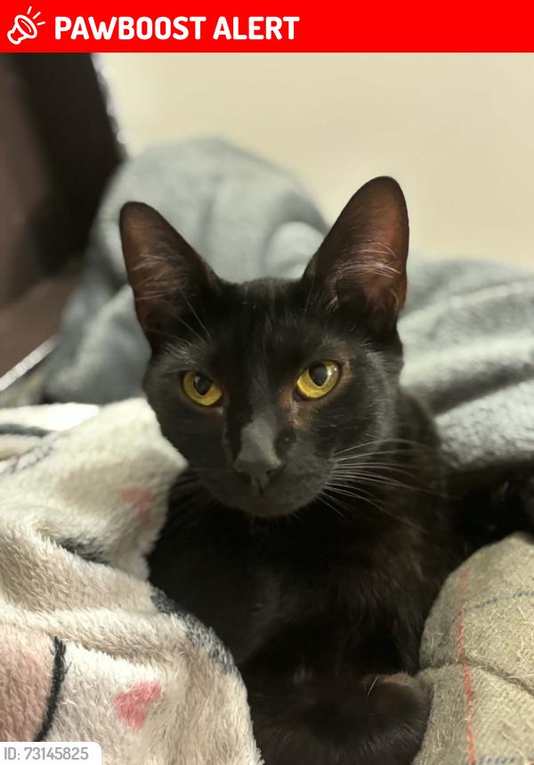 Lost Male Cat last seen Live along a10 by the bp garage, there is a river at back of garden. Got out 11.30pm 13/7/2026, Cheshunt, England EN8 0NF