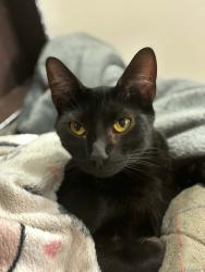 Lost Male Cat last seen Live along a10 by the bp garage, there is a river at back of garden. Got out 11.30pm 13/7/2026, Cheshunt, England EN8 0NF