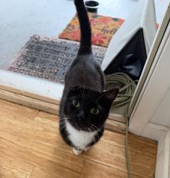 Lost Male Cat last seen Westheimer and BriarWest, Houston, TX 77077