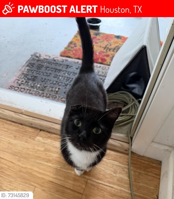 Lost Male Cat last seen Westheimer and BriarWest, Houston, TX 77077