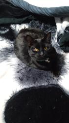 Reunited Male Cat last seen SP47PH, Amesbury, England SP4 7PH