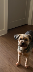 Lost Female Dog last seen Target, lowes food, Southern Pines, NC 28387