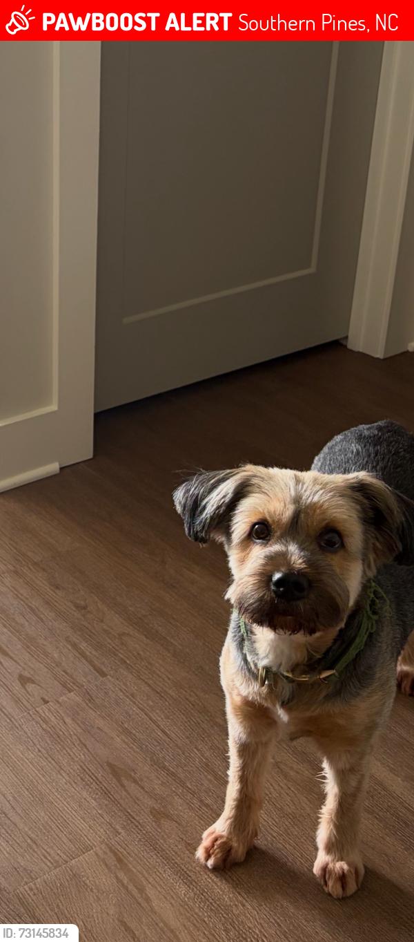 Lost Female Dog last seen Target, lowes food, Southern Pines, NC 28387