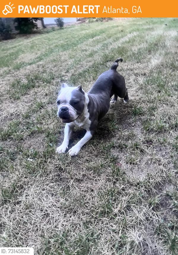 Found/Stray Female Dog last seen Westview Dr SW, Atlanta, GA 30310