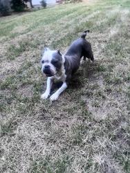 Found/Stray Female Dog last seen Westview Dr SW, Atlanta, GA 30310