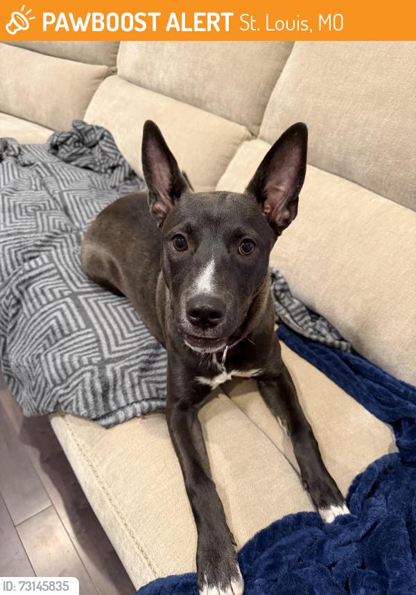Found/Stray Female Dog last seen Leona & Haven by Carondelet Park, St. Louis, MO 63116