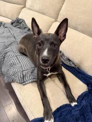 Found/Stray Female Dog last seen Leona & Haven by Carondelet Park, St. Louis, MO 63116