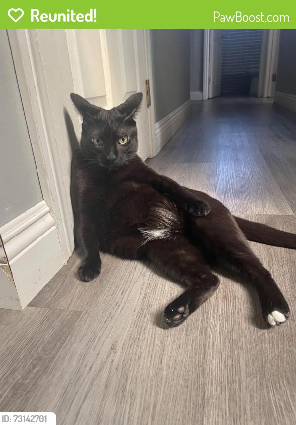 Reunited Male Cat last seen Near Via Calzada, Mission Viejo, CA 92691, USA, Mission Viejo, CA 92691