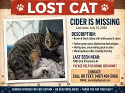Lost Female Cat last seen Paramore Avenue., Orlando, FL 32805