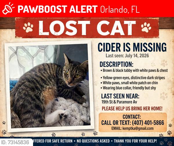 Lost Female Cat last seen Paramore Avenue., Orlando, FL 32805