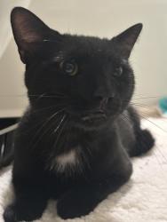 Found/Stray Unknown Cat last seen Hope & Girard St, Philadelphia, PA 19123