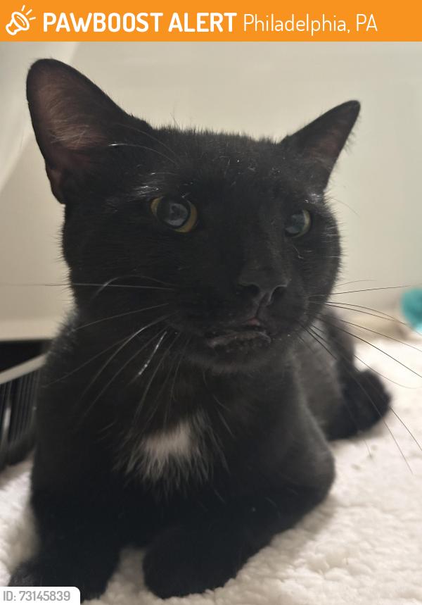 Found/Stray Unknown Cat last seen Hope & Girard St, Philadelphia, PA 19123
