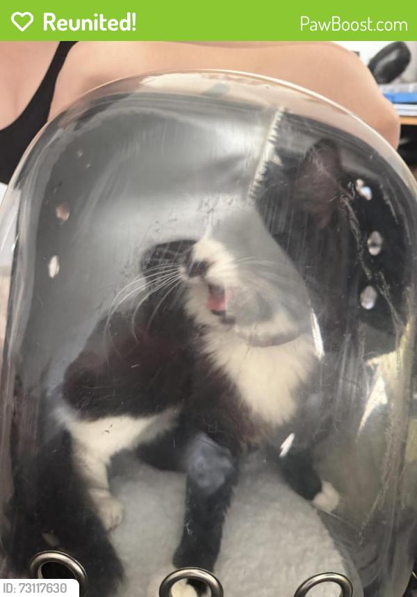 Reunited Female Cat last seen mitcham road, Greater London, England CR0 3NA