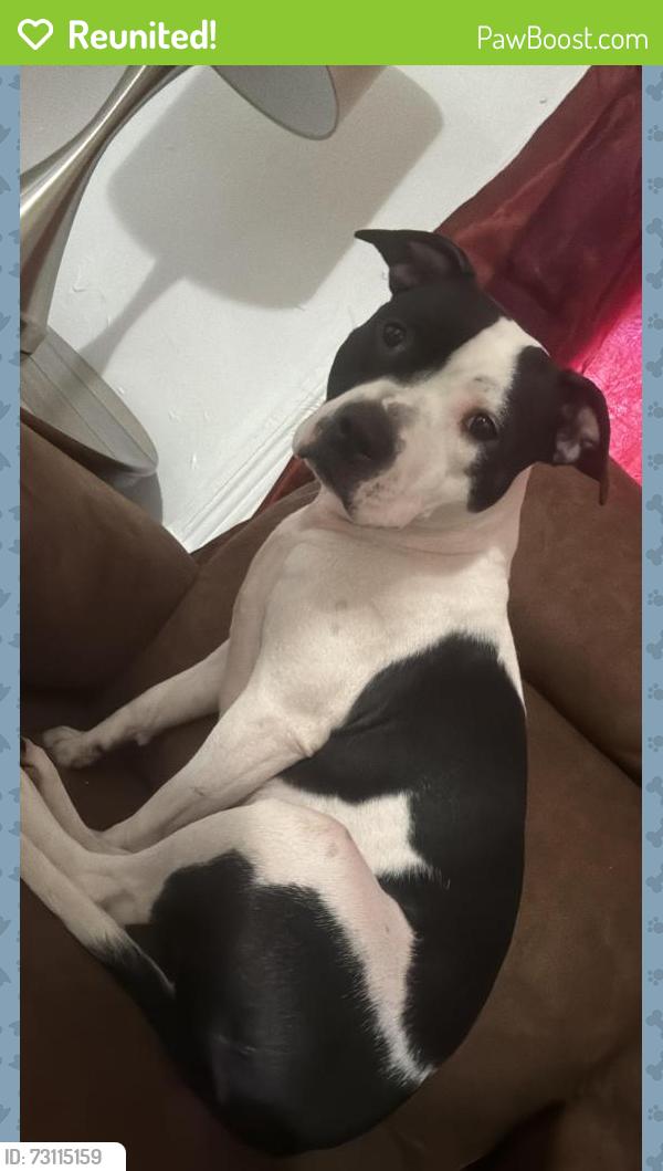 Reunited Female Dog last seen Near south 13 street Harrisburg pa 17104, Harrisburg, PA 17104