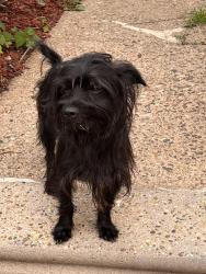 Found/Stray Unknown Dog last seen Wakeling St., Frankford area ZIP 19124, Philadelphia, PA 19124