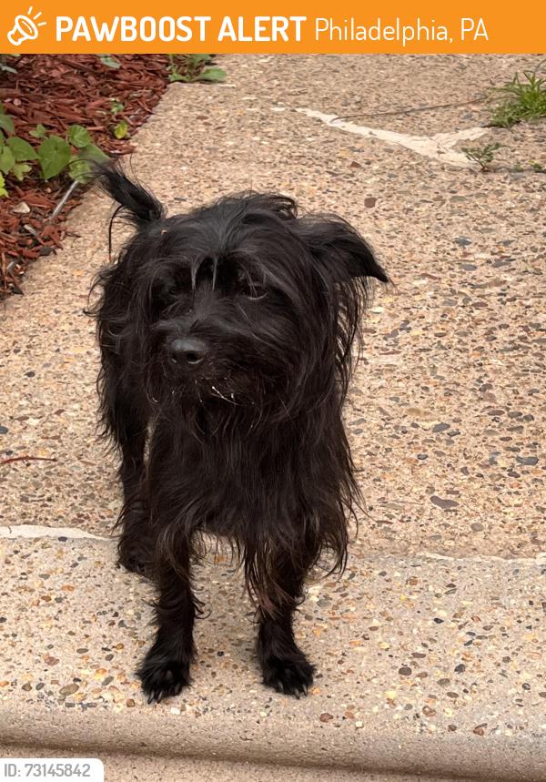 Found/Stray Unknown Dog last seen Wakeling St., Frankford area ZIP 19124, Philadelphia, PA 19124