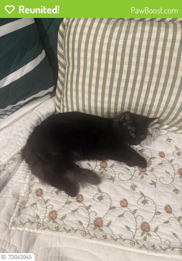 Reunited Female Cat last seen S cedar ave, Independence, MO 64053