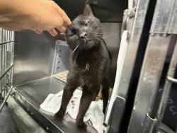 Shelter Stray Female Cat last seen E 138 St/cypress Avenue, BRONX, NY, 10454, 326 E 110th St, New York, NY 10029, USA