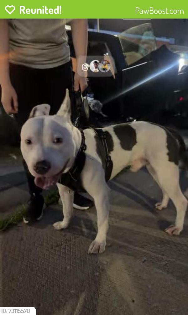 Reunited Male Dog last seen 19th & western, Chicago, IL 60608