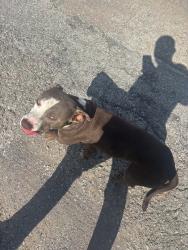 Lost Male Dog last seen N/a, Tulsa, OK 74103