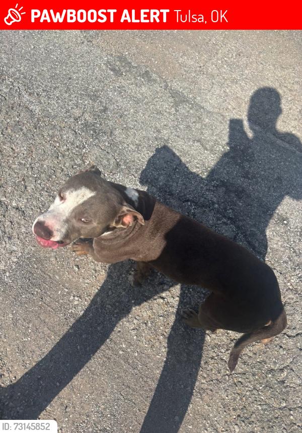 Lost Male Dog last seen N/a, Tulsa, OK 74103