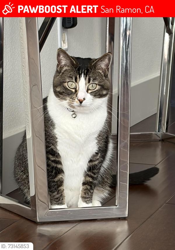 Lost Female Cat last seen Hollyview and Star Jasmine, San Ramon, CA 94582