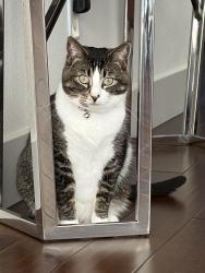 Lost Female Cat last seen Hollyview and Star Jasmine, San Ramon, CA 94582
