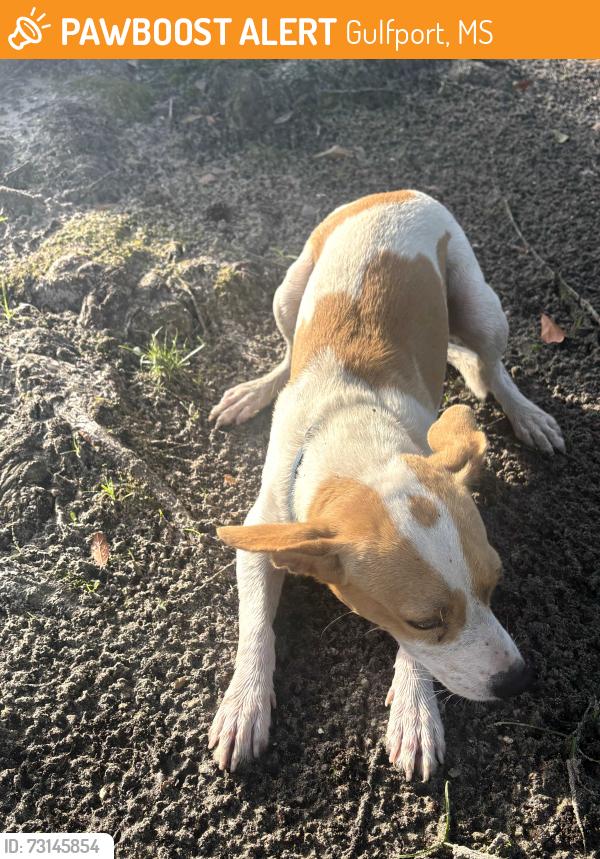 Found/Stray Unknown Dog last seen Near E Pass Rd, Gulfport, MS 39507·1.8, Gulfport, MS 39501