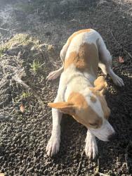 Found/Stray Unknown Dog last seen Near E Pass Rd, Gulfport, MS 39507·1.8, Gulfport, MS 39501