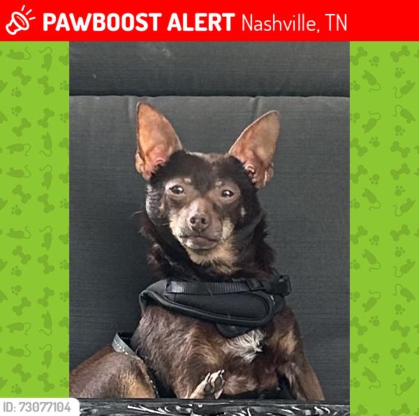 Lost Male Dog last seen Trousdale and Lynn Drive, Nashville, TN 37204
