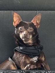 Lost Male Dog last seen Trousdale and Lynn Drive, Nashville, TN 37204