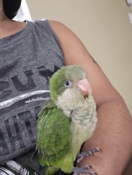 Lost Unknown Bird last seen Near Barton Elementary School, Lake Worth Beach, FL 33460