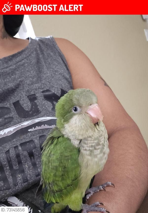 Lost Unknown Bird last seen Near Barton Elementary School, Lake Worth Beach, FL 33460