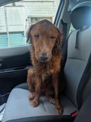 Found/Stray Unknown Dog last seen Rocky Drive, Athens GA, Athens, GA 30607