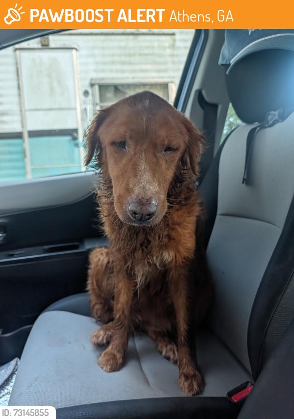 Found/Stray Unknown Dog last seen Rocky Drive, Athens GA, Athens, GA 30607