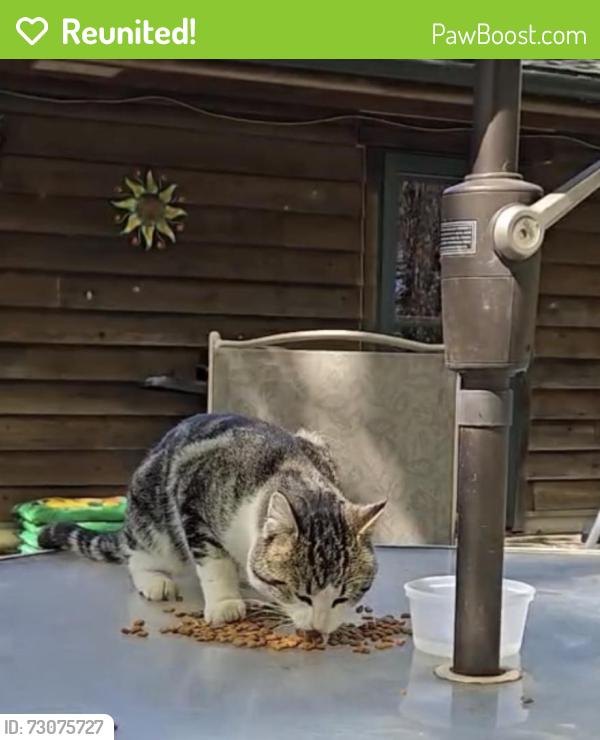 Reunited Unknown Cat last seen Pagenkopf Road and County Road 90, Independence, MN 55359