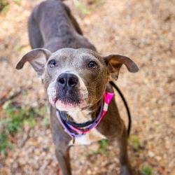 Shelter Stray Female Dog last seen , 1901 N 31st Ave, Hattiesburg, MS 39401, USA